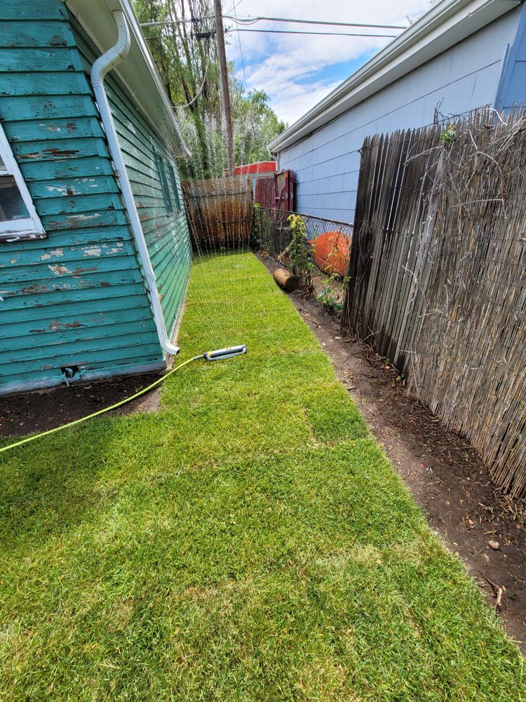 Fresh sod and landscaping installation